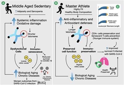 Does Longer Leukocyte Telomere Length and Higher Physical Fitness Protect Master Athletes From Consequences of Coronavirus (SARS-CoV-2) Infection?